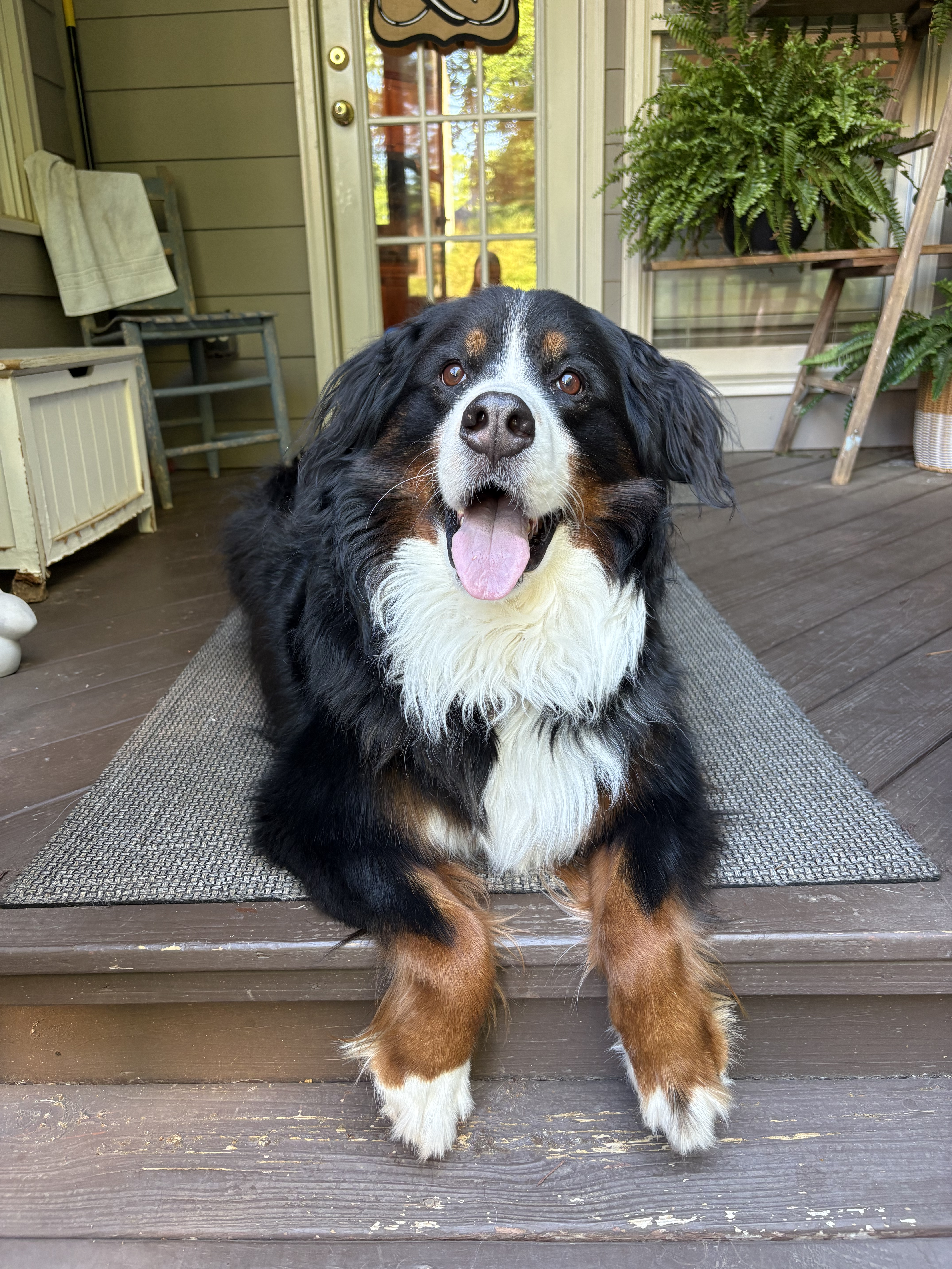 A picture of my doggy, Sadie